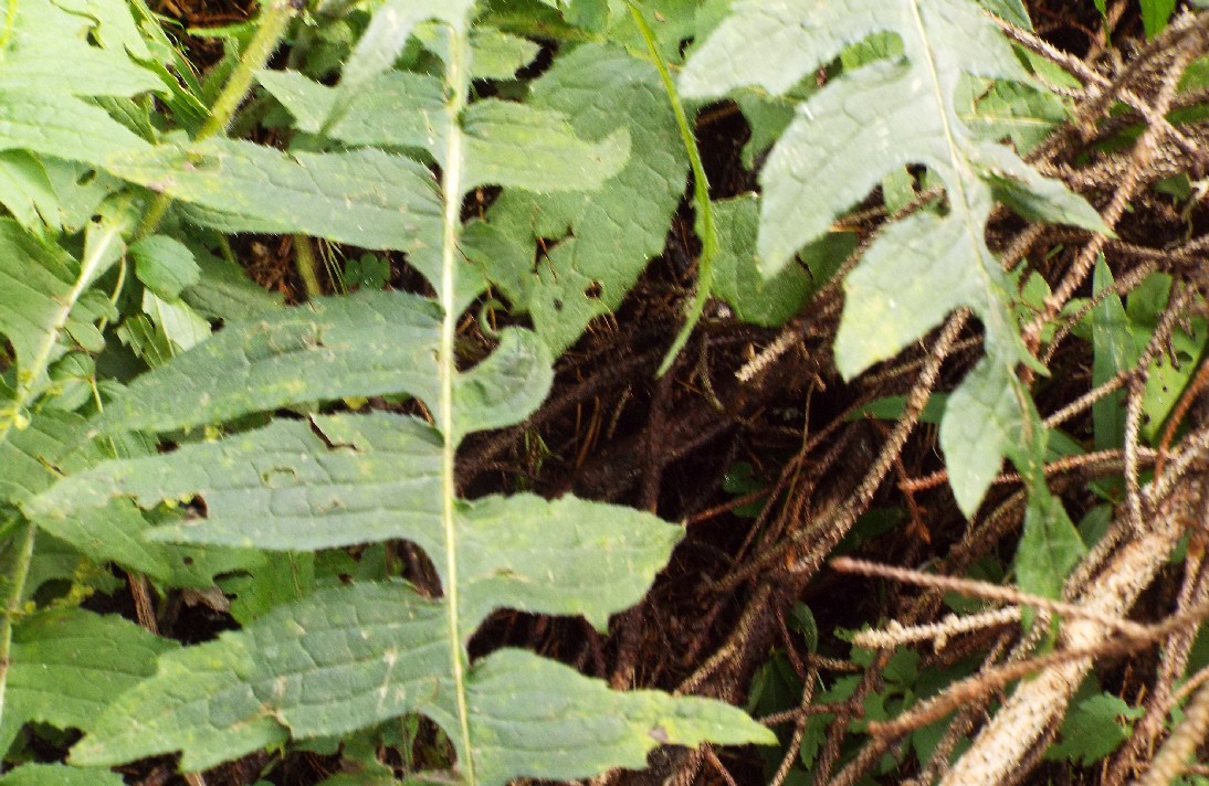 Cirsium erisithales